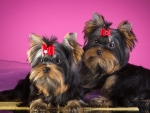 Yorkshire Terriers