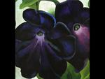 Black and Purple Petunias