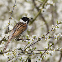 Male Reed Bunting