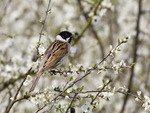 Male Reed Bunting