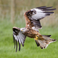 Red Kite 