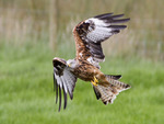 Red Kite 