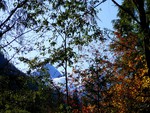 Mount Baker Through Fall Trees