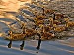 Goslings All In A Row