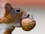 A Yummy Nut From The Nut Tree