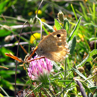 butterfly on the flower
