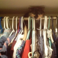 Cat in closet