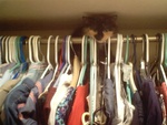 Cat in closet