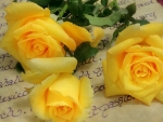 Yellow Roses~Friendship â™¥ Joy â™¥ Caring
