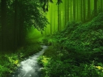 Beautiful forest with a stream