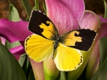 Butterfly on Calla lilies