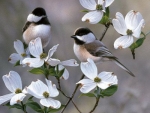 Spring Birds