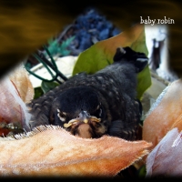 baby robin