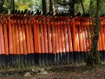 Torii (Fushimi-Inari Taisha)