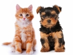 Kitten and puppy