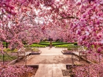 Spring Blossoms at the National Mall