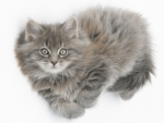 MAINE COON KITTEN