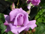 Purple Rose and Buds