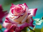 Hybrid Tea Rose