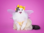 Fairy cat