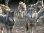 wolves