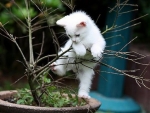Funny Kitten