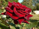 Red Rose