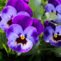 PANSIES!