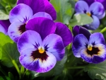 PANSIES!