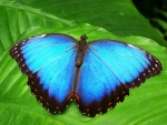 Beautiful Blue Butterfly!
