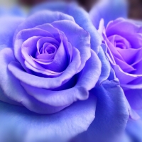 Soft Blue Roses!