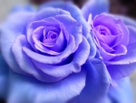 Soft Blue Roses!