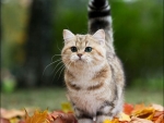 Autumn Kitten