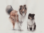 Collies