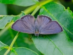 Gray Hairstreak