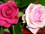 Pink and a Pale Pink Roses