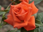 Lovely Orange Rose