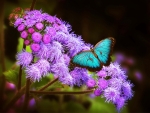 Flowers and Butterfly