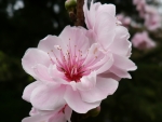 Beautiful pink cherry blossom