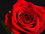 Red love rose