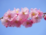 Lovely cherry flowers