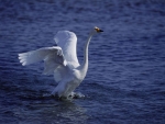 Swan landing on water