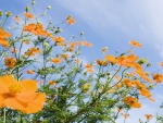 Yellow Cosmos