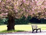 Beautiful Bench Scene!