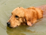 Wet Golden Retriever