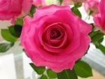 Beautiful Pink Rose!