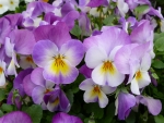 PANSIES!