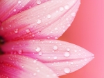 ~Pink Petals~