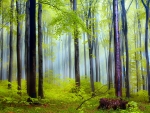 Spring forest