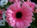 Gerbera!